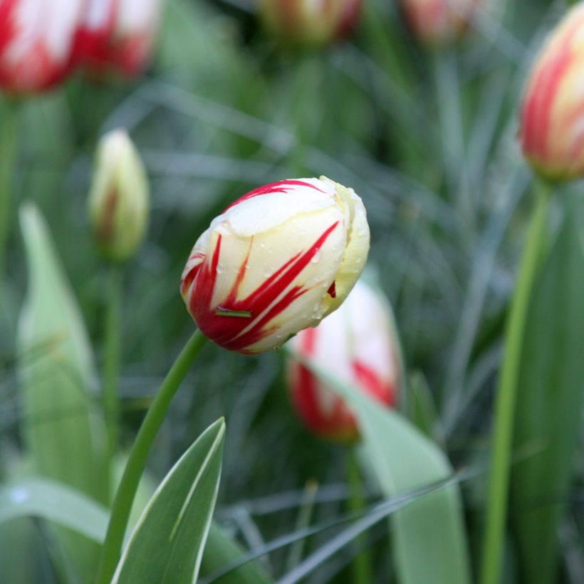 Tulipano Trionfo Carnaval De Rio (Fioritura)