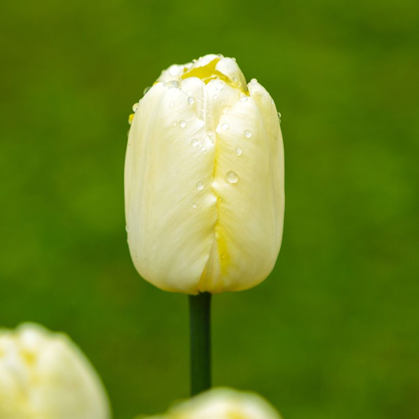 Tulipano Trionfo Creme Flag (Fioritura)