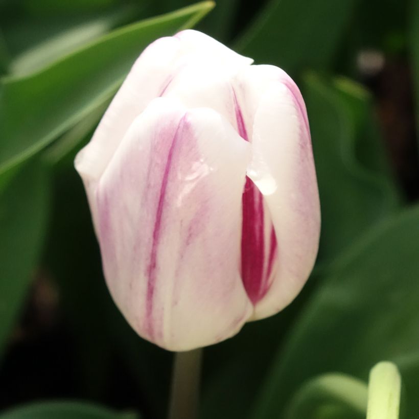Tulipano Trionfo Flaming Flag (Fioritura)