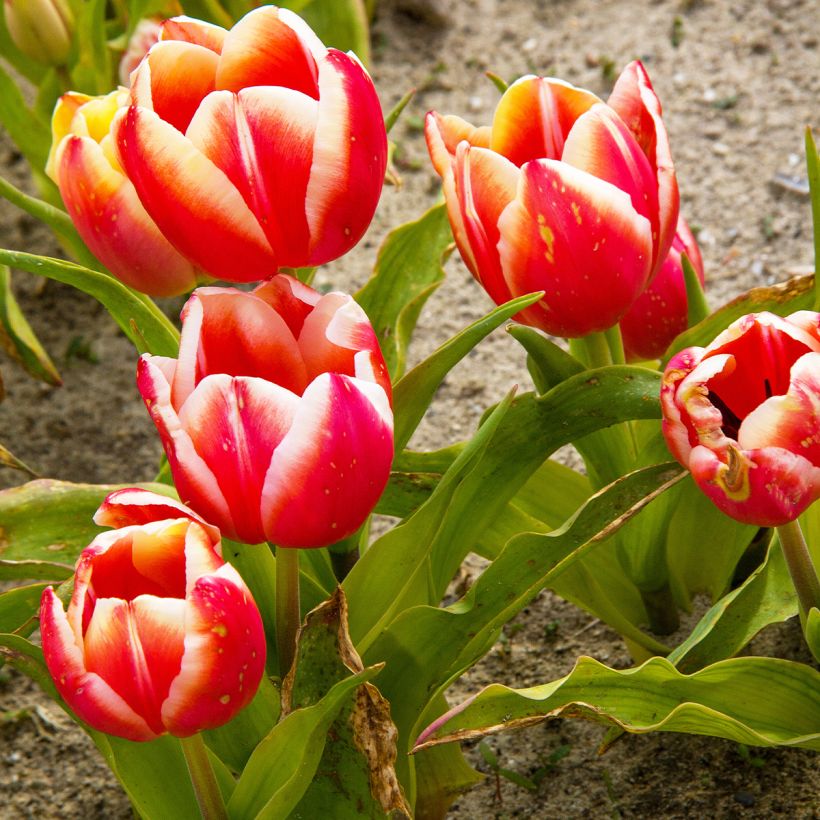 Tulipano Trionfo Leen van der Mark (Porto)