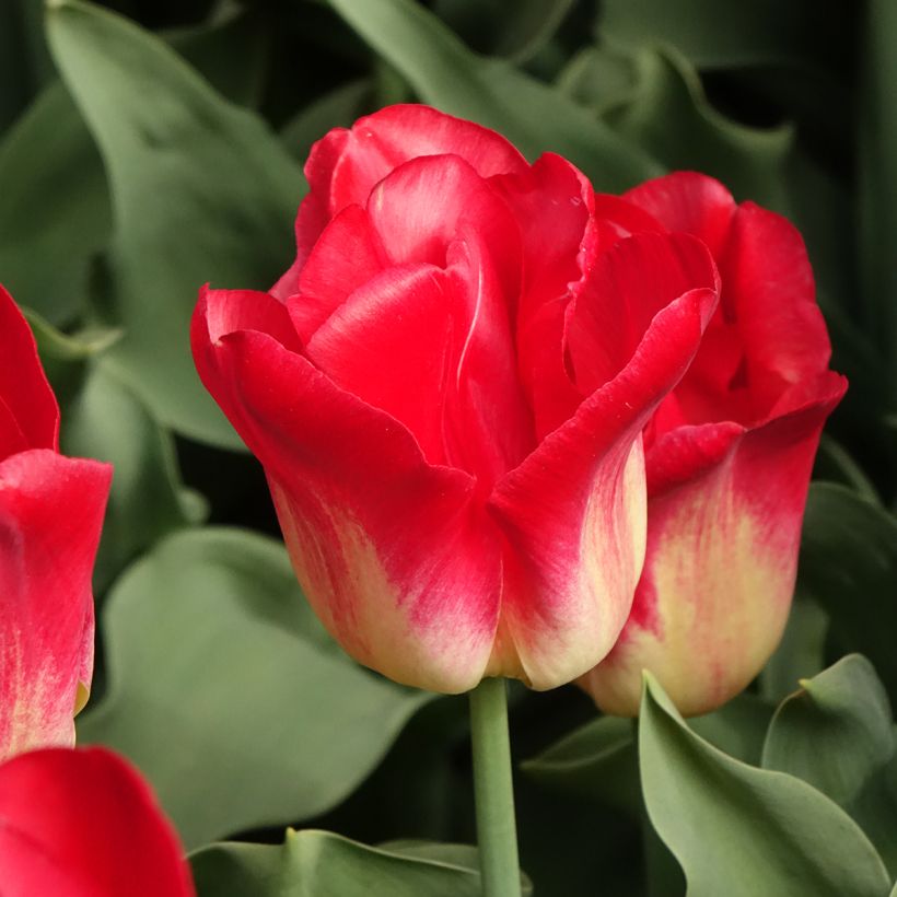 Tulipano Trionfo Match (Fioritura)