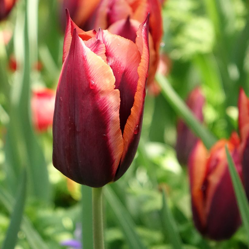 Tulipano Trionfo Muvota (Fioritura)