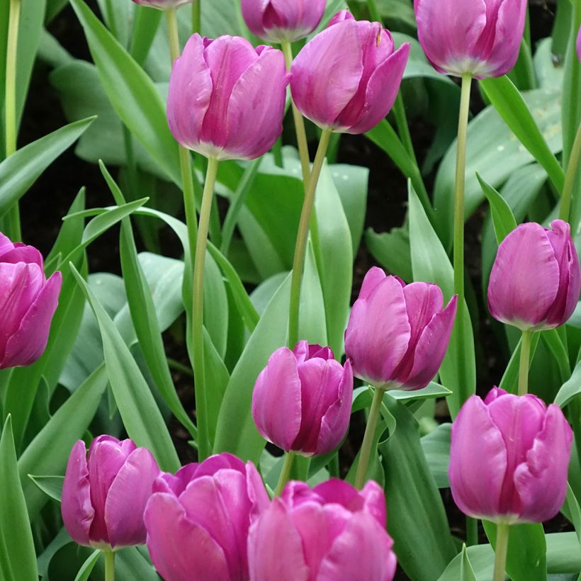 Tulipano Trionfo Negrita (Fioritura)