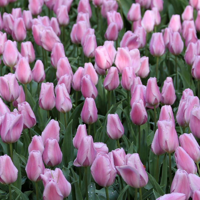 Tulipano Trionfo Synaeda Amor (Fioritura)