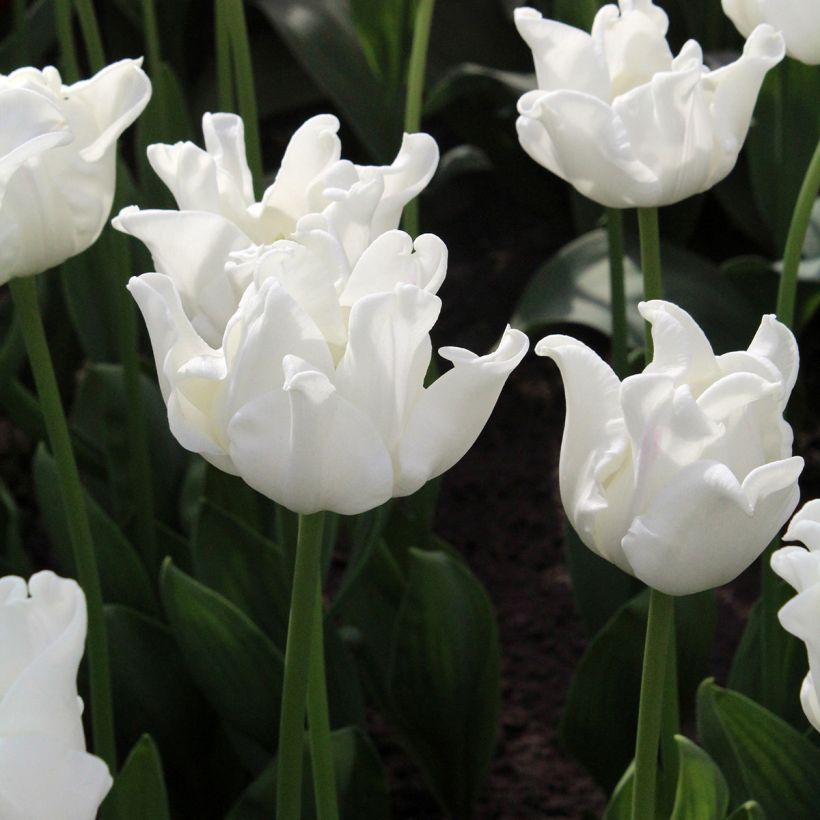 Tulipano Trionfo White Liberstar (Fioritura)