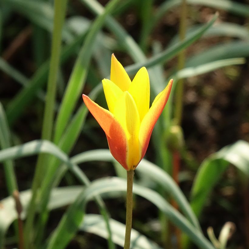 Tulipano clusiana var. chrysantha Tubergen's Gem (Fioritura)