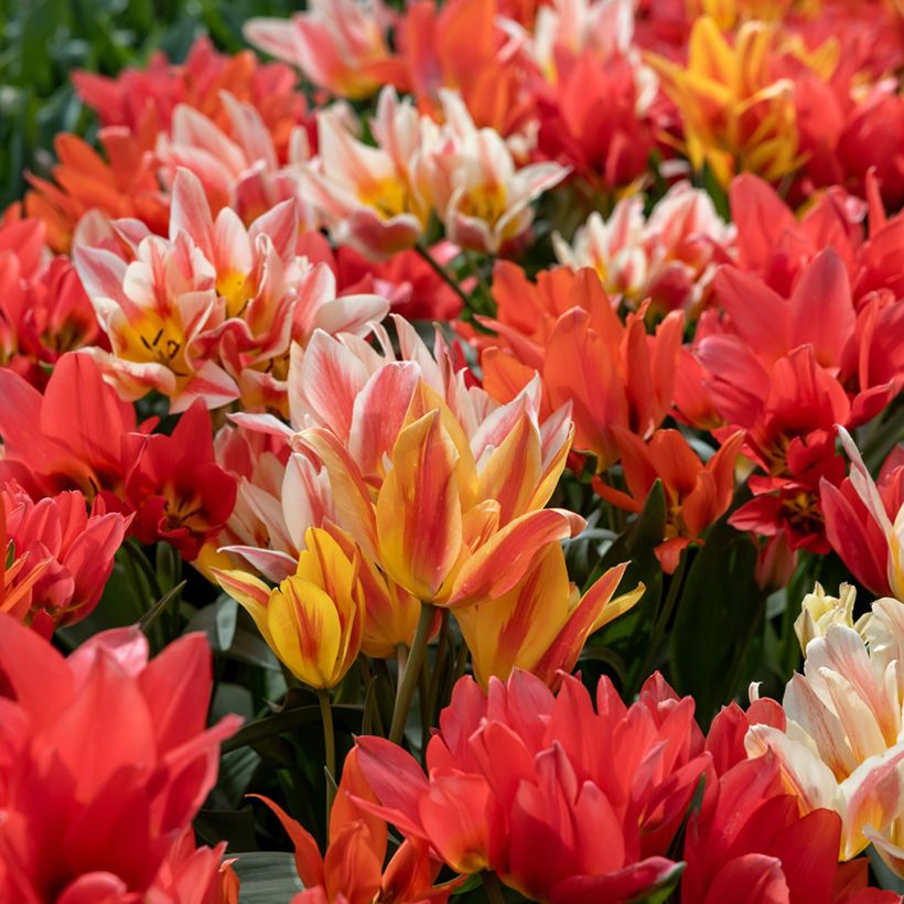 Tulipano greigii Winnipeg (Porto)