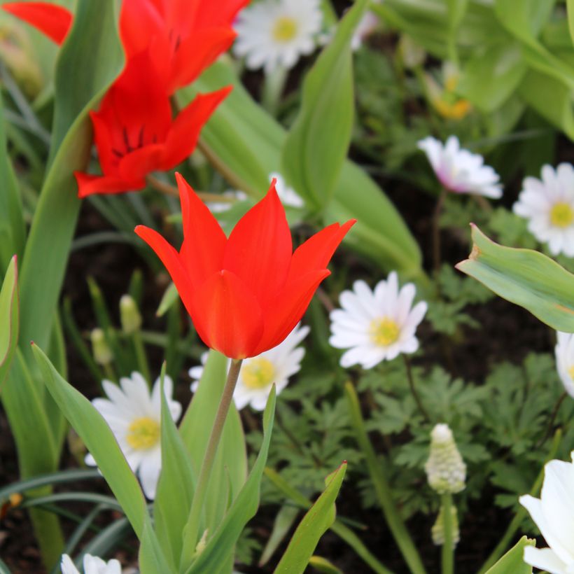 Tulipano praestans Fusilier - Tulipano botanico (Porto)