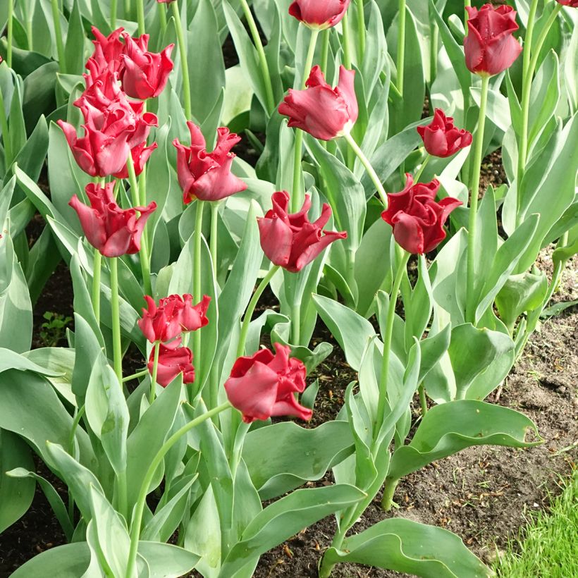 Tulipano Corona Red Dress (Fioritura)