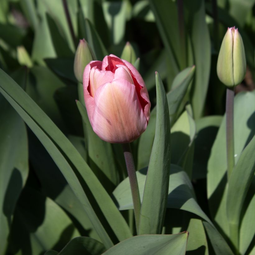 Tulipano Pink Impression (Fioritura)