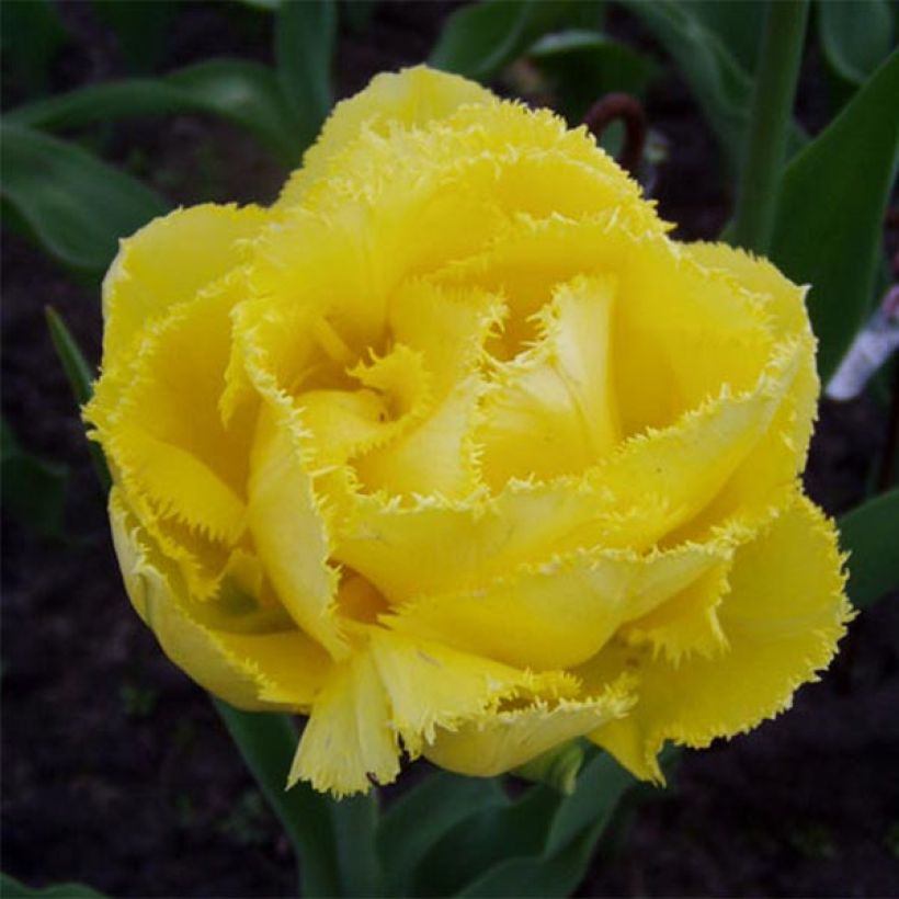 Tulipano sfrangiato Exotic Sun (Fioritura)