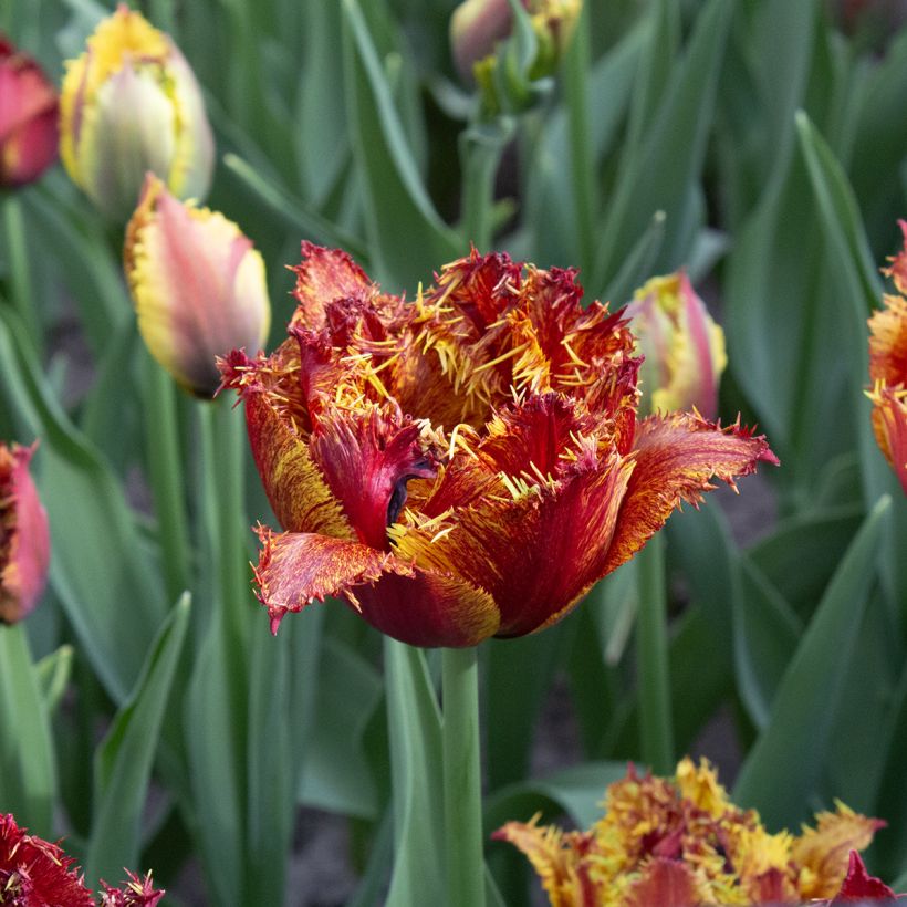 Tulipano sfrangiato Bastia (Fioritura)