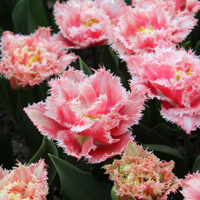 Tulipano sfrangiato Queensland (Fioritura)