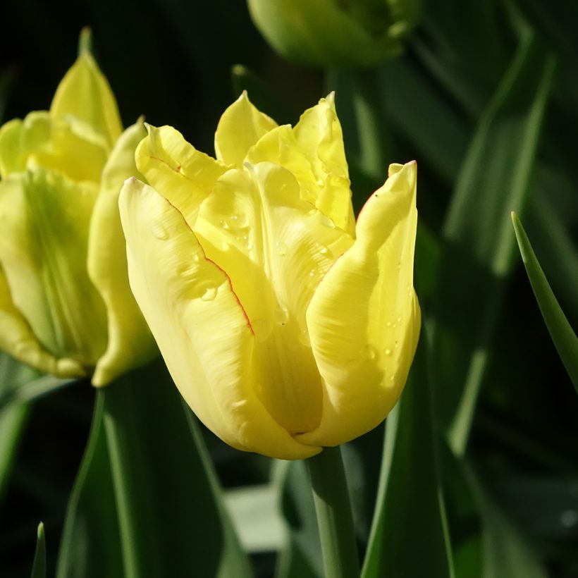 Tulipano Aquilla (Fioritura)