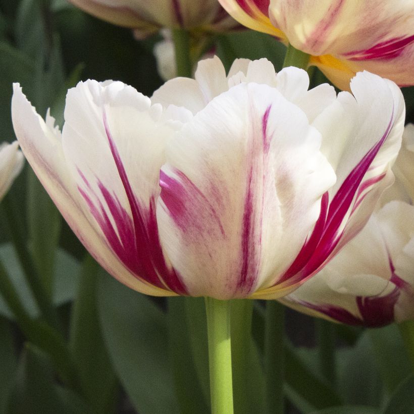 Tulipano Flaming Margarita (Fioritura)