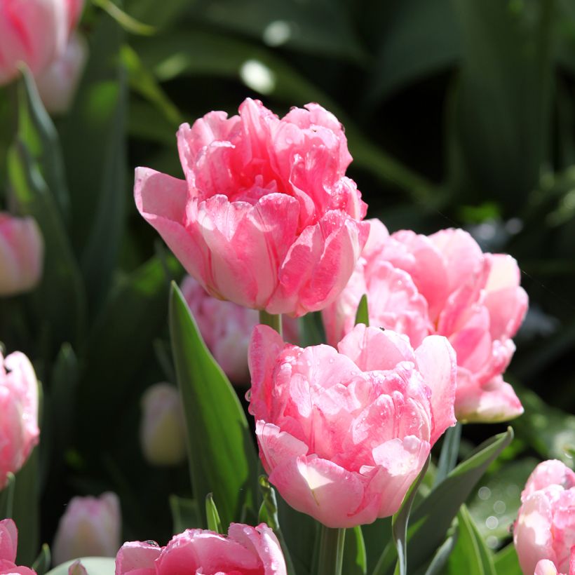 Tulipano Foxtrot (Fioritura)
