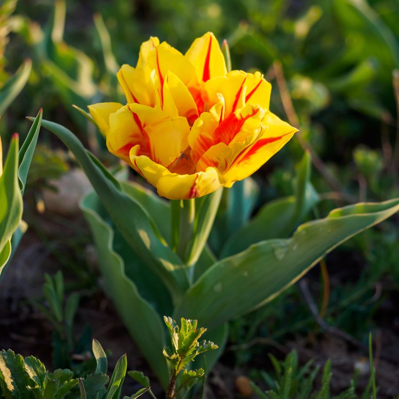 Tulipano Monsella (Porto)