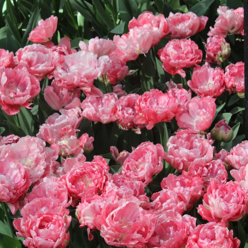 Tulipano Sweet Amy (Fioritura)