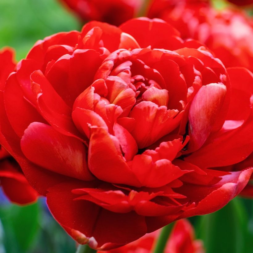 Tulipano Red Baby Doll (Fioritura)