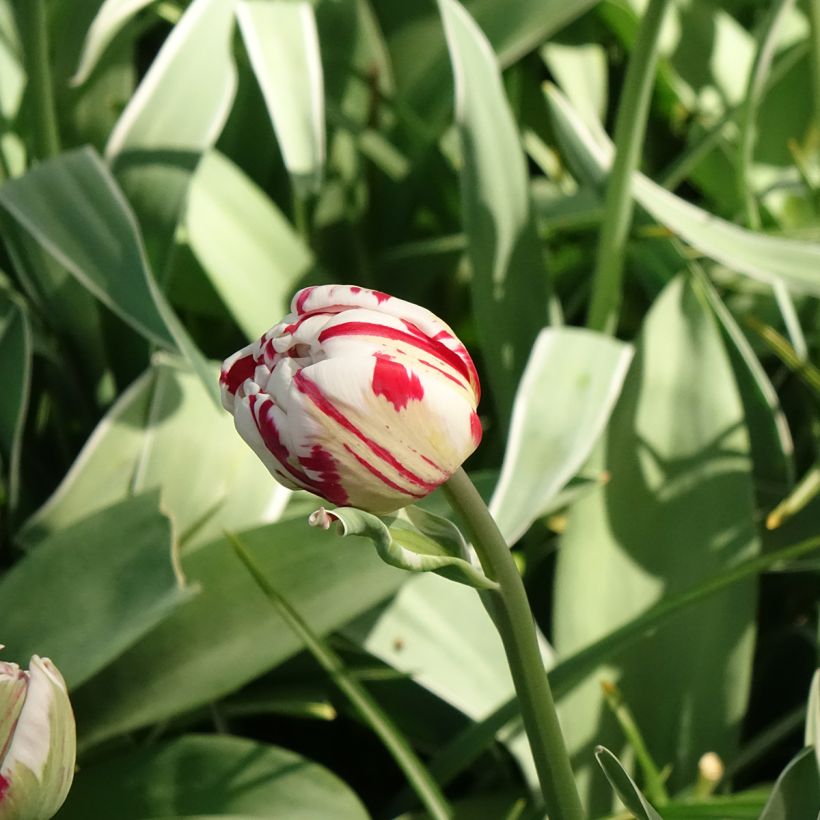 Tulipano Carnaval de Nice (Fioritura)