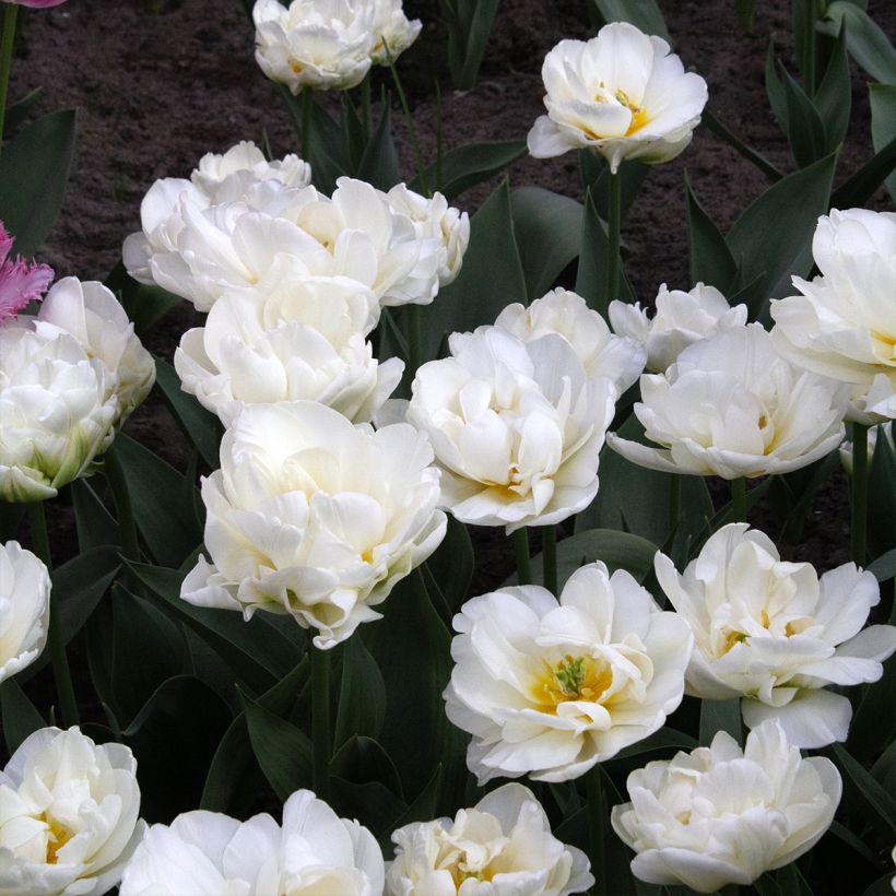 Tulipano Cool (Fioritura)