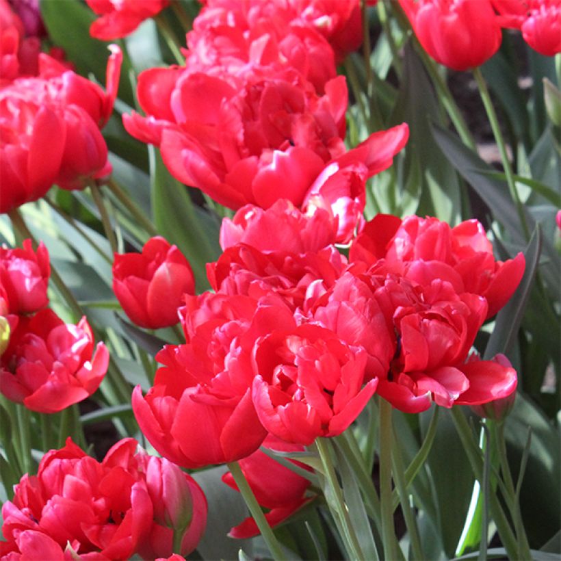 Tulipano Estatic (Fioritura)