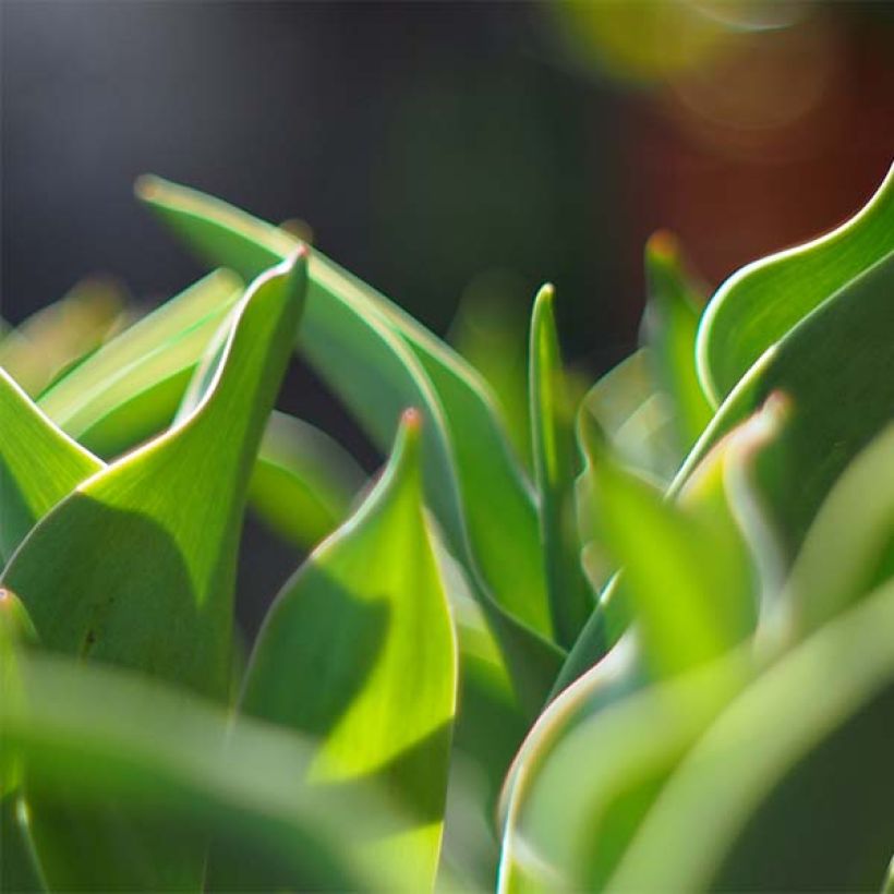 Tulipano Gudoshnik Double (Fogliame)