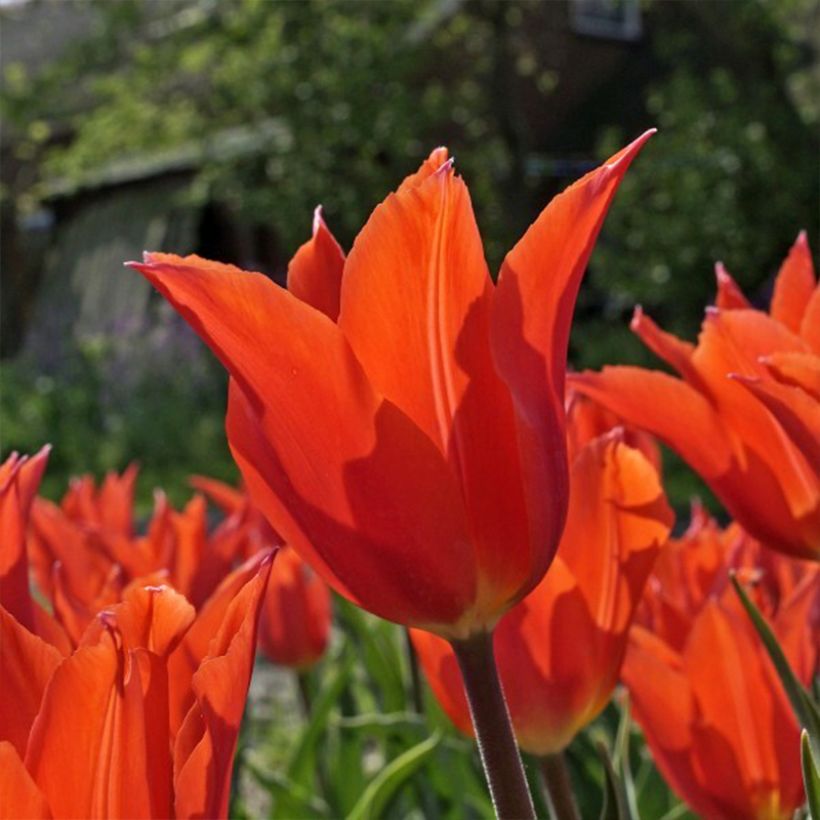 Tulipano Giglio Dutch Dancer (Fioritura)