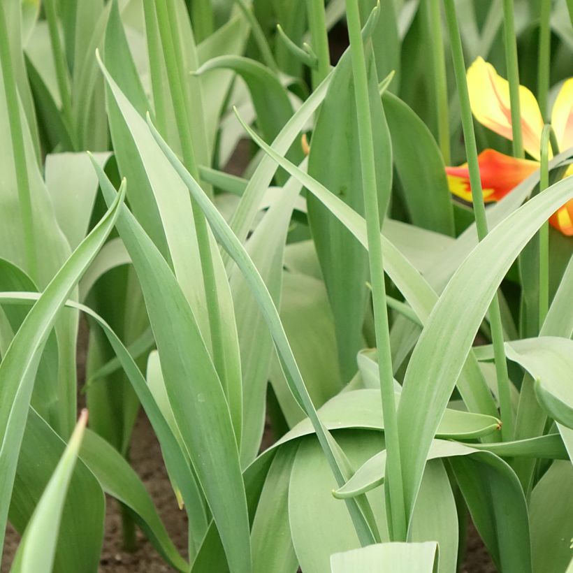 Tulipano Giglio Fire Wings (Fogliame)