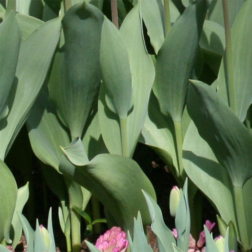 Tulipano fosteriana Flaming Purissima (Fogliame)