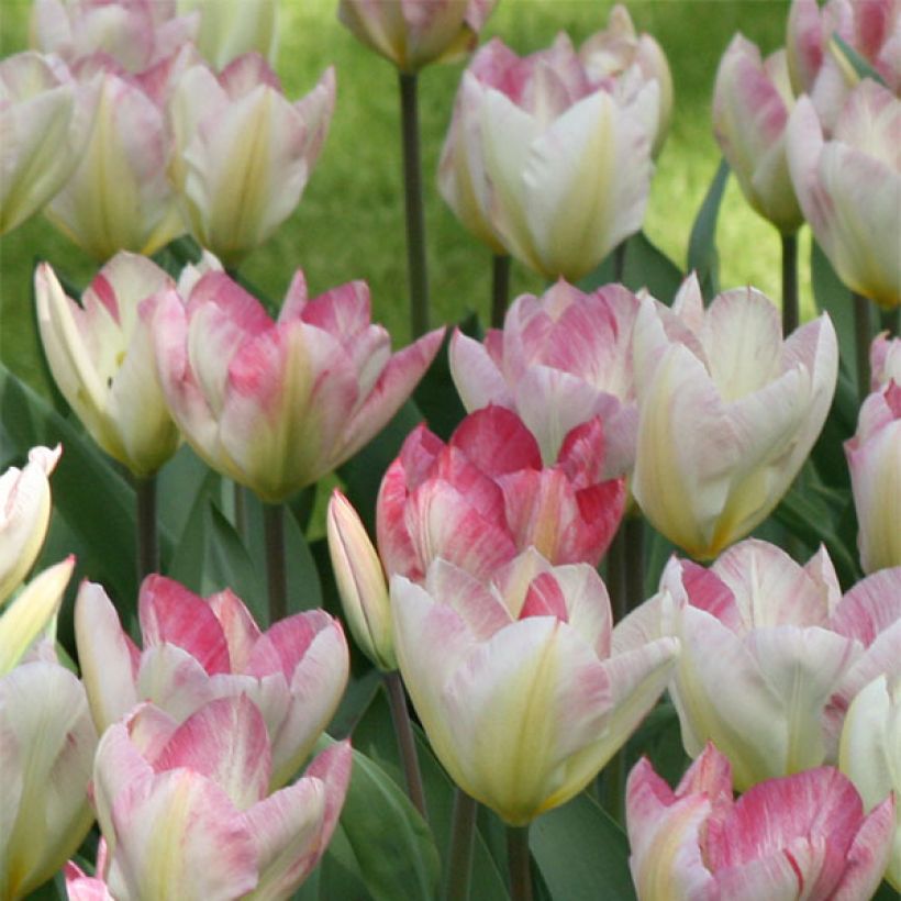 Tulipano fosteriana Flaming Purissima (Fioritura)