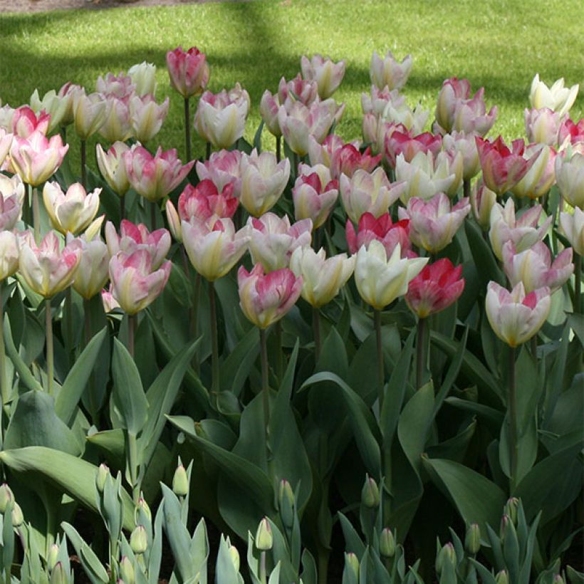 Tulipano fosteriana Flaming Purissima (Porto)