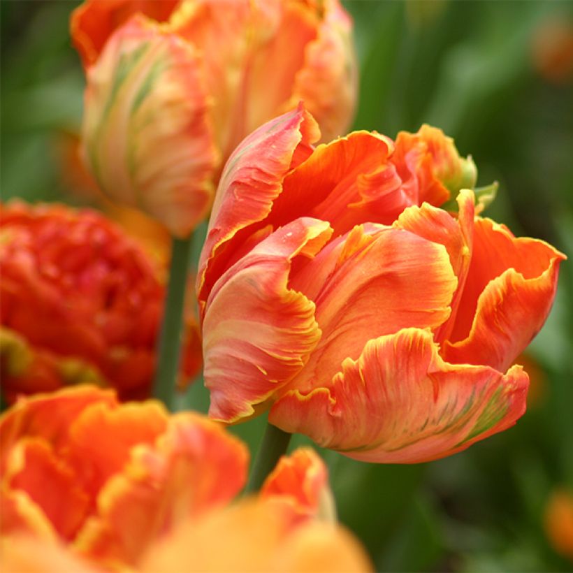 Tulipano Pappagallo Professor Röntgen (Fioritura)