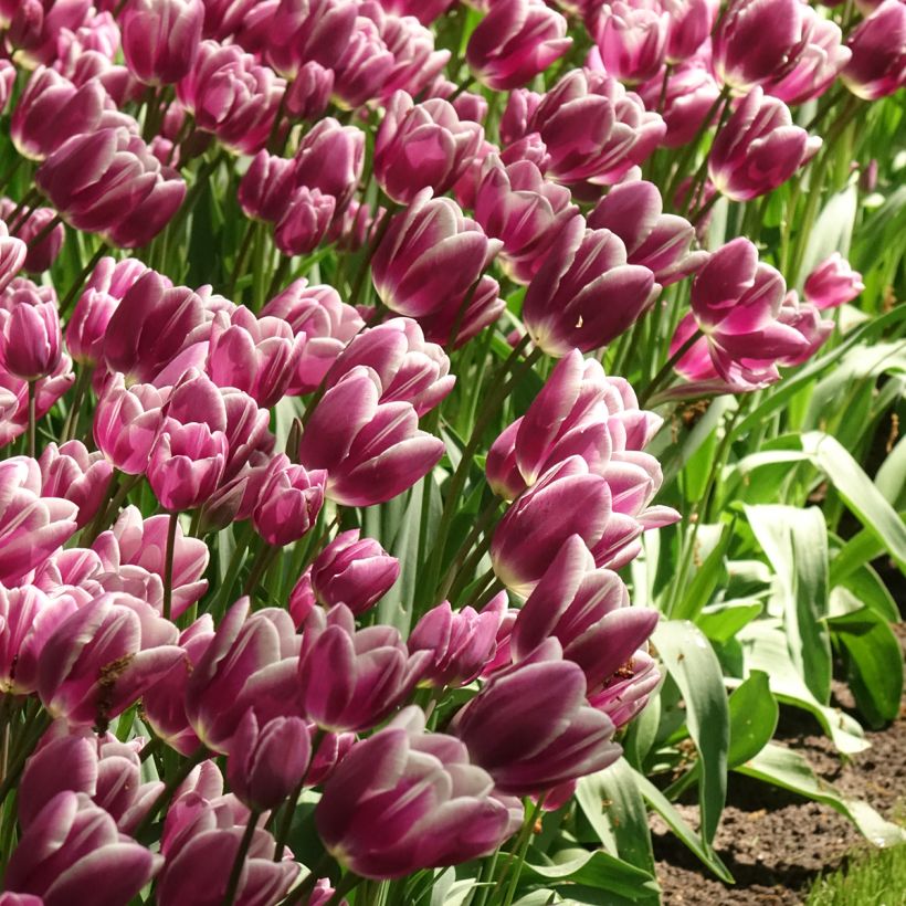 Tulipano Multiflora Purple Elegance (Fioritura)