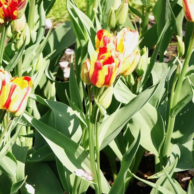 Tulipano Multiflora Sunshine Club (Fioritura)