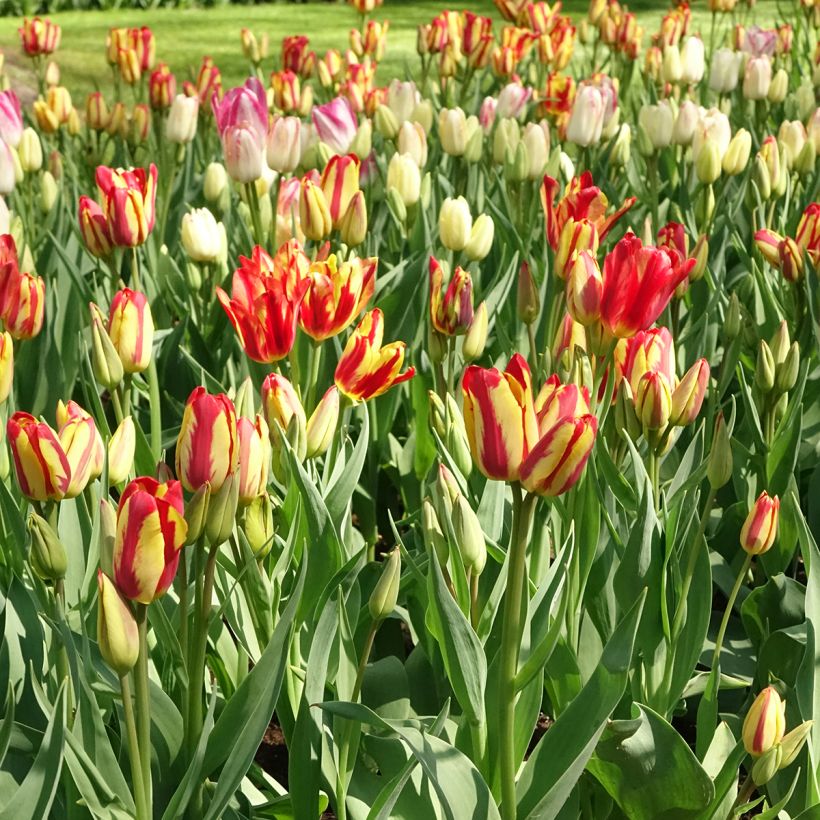 Tulipano Multiflora Sunshine Club (Porto)