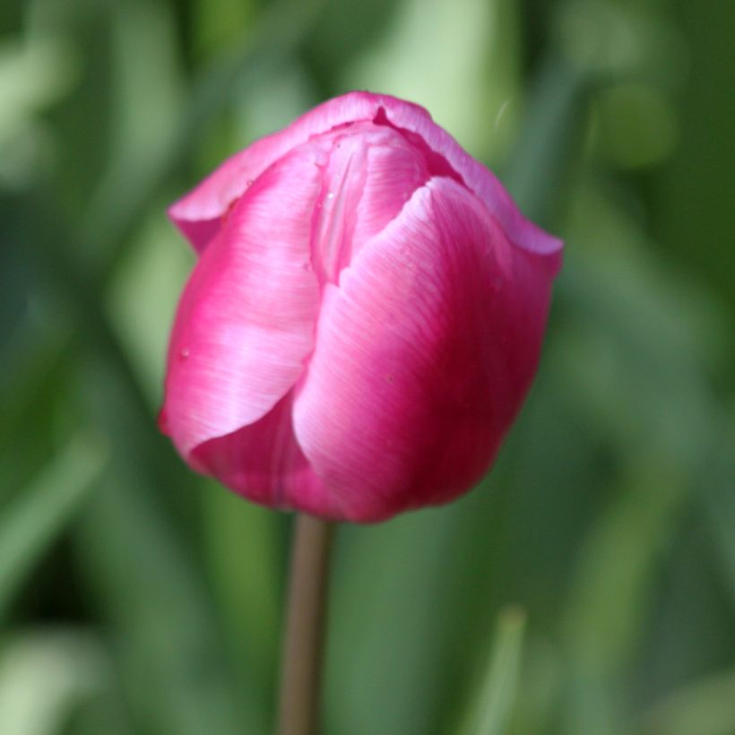 Tulipano Aafke (Fioritura)