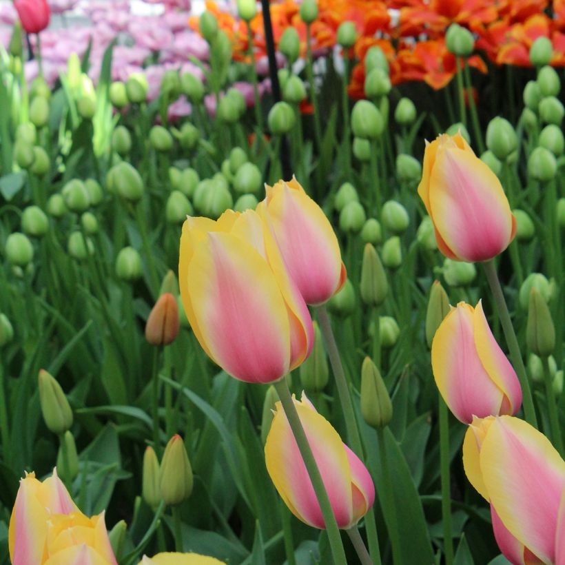 Tulipano Blushing Lady (Fioritura)