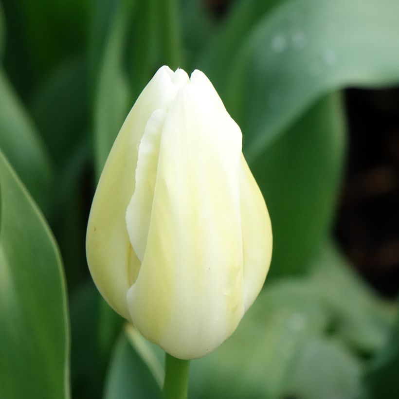 Tulipano Maureen (Fioritura)
