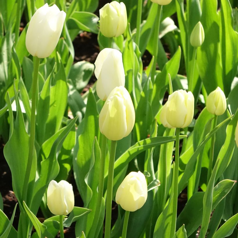 Tulipano Maureen (Porto)