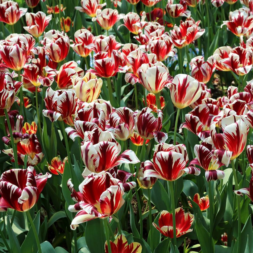 Tulipano Trionfo Grand Perfection (Porto)
