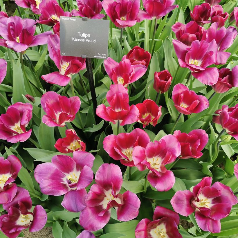Tulipano Trionfo Kansas Proud (Porto)