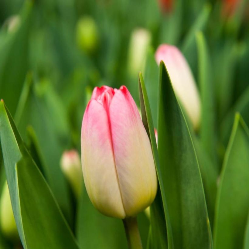 Tulipano Trionfo Supermodel (Fioritura)