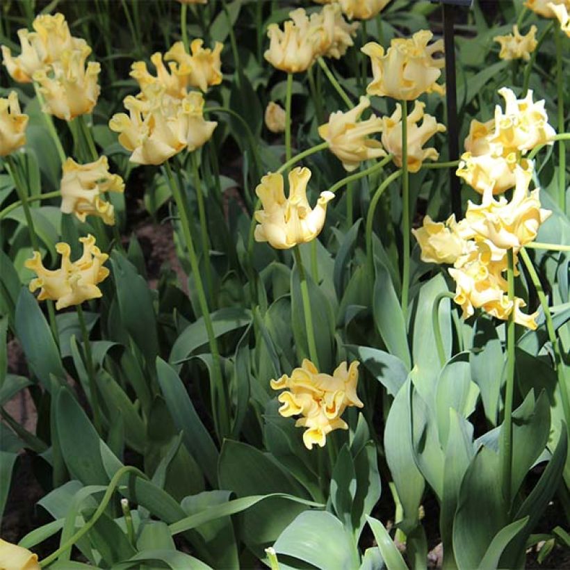 Tulipano Trionfo Yellow Crown (Porto)