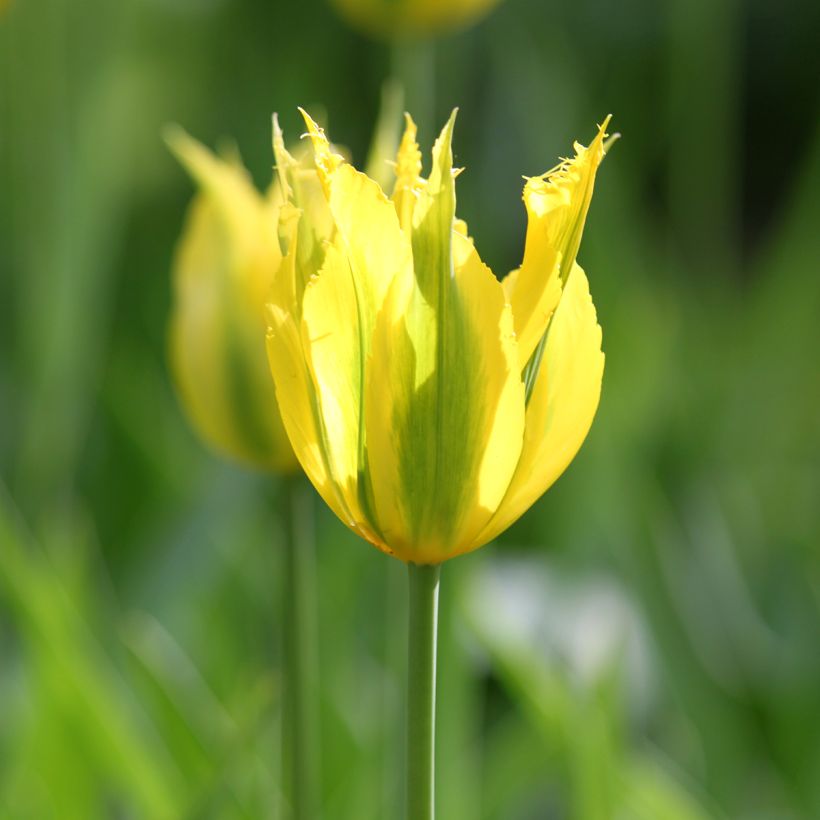 Tulipano Viridiflora Green Mile (Fioritura)