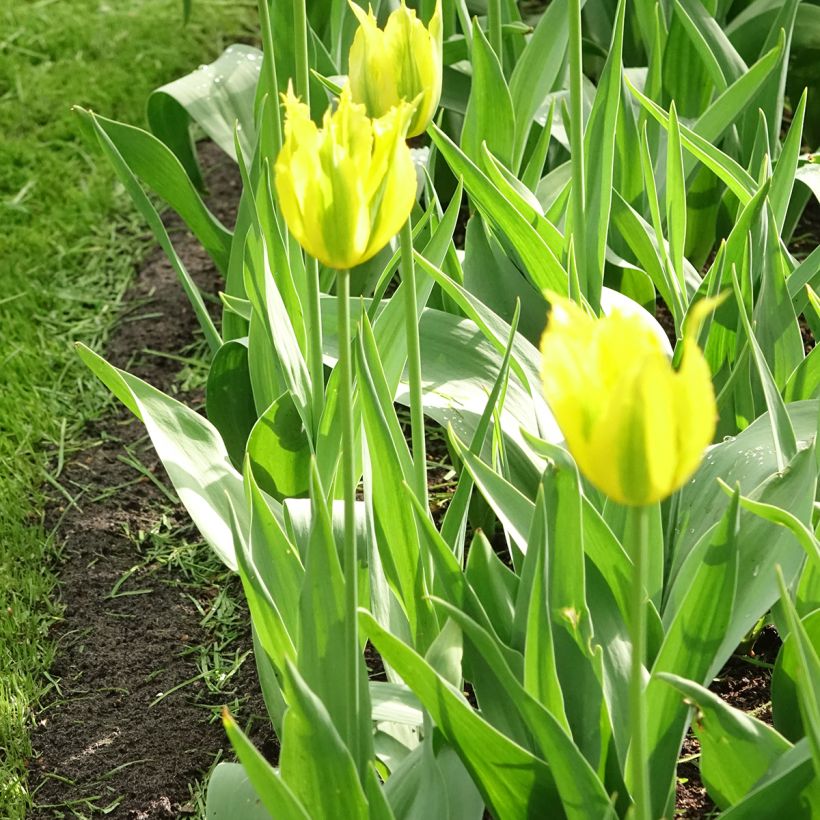 Tulipano Viridiflora Green Mile (Porto)