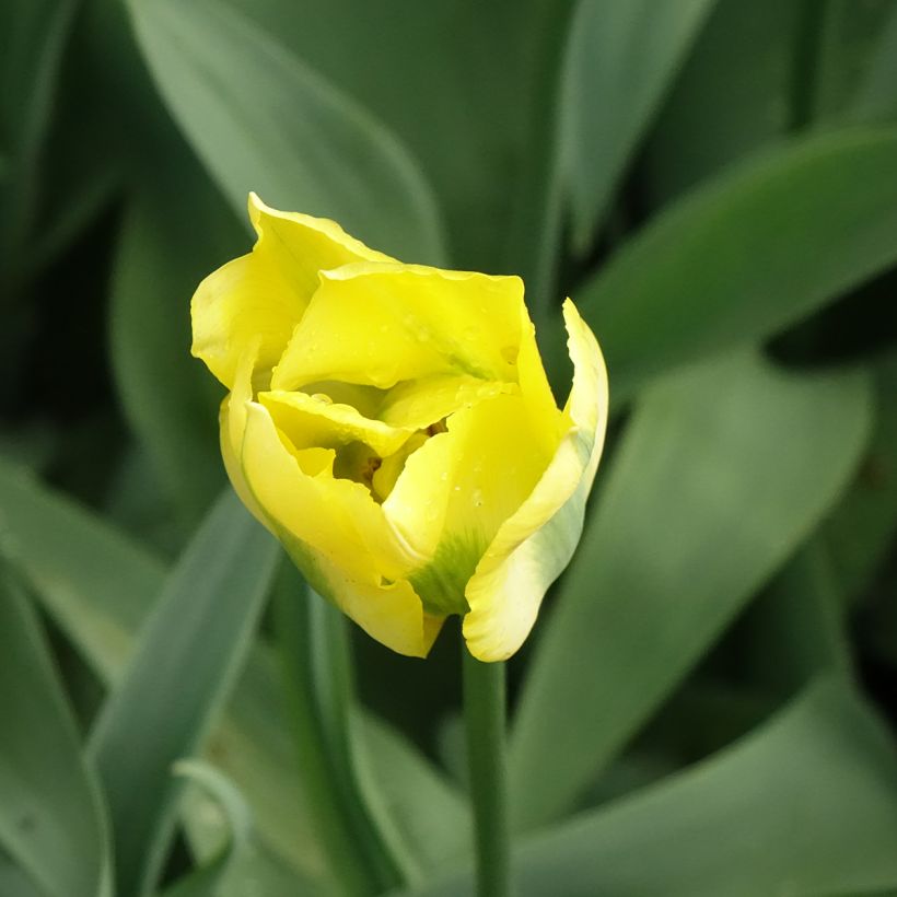 Tulipano Viridiflora Yellow Spring Green (Fioritura)