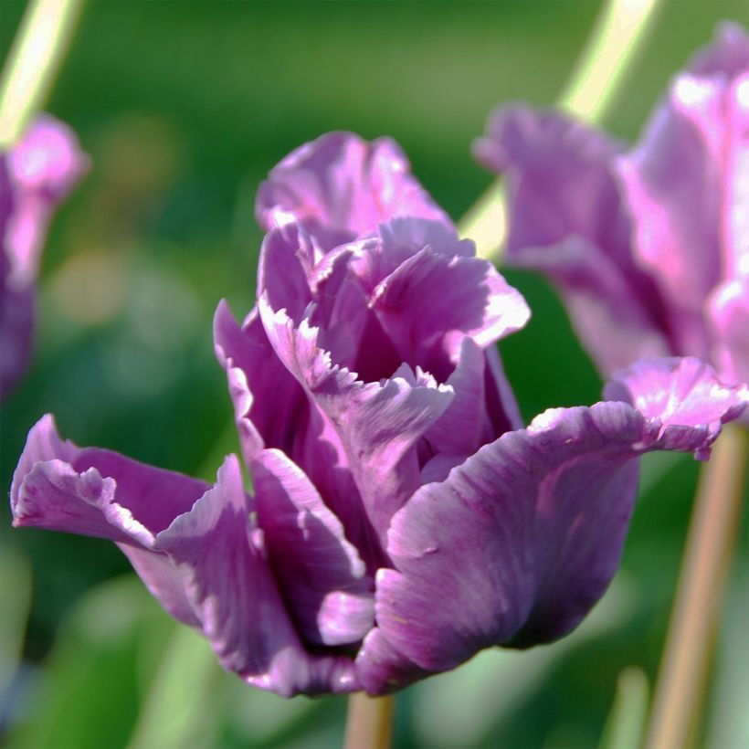 Tulipano Pappagallo Mix (Fioritura)