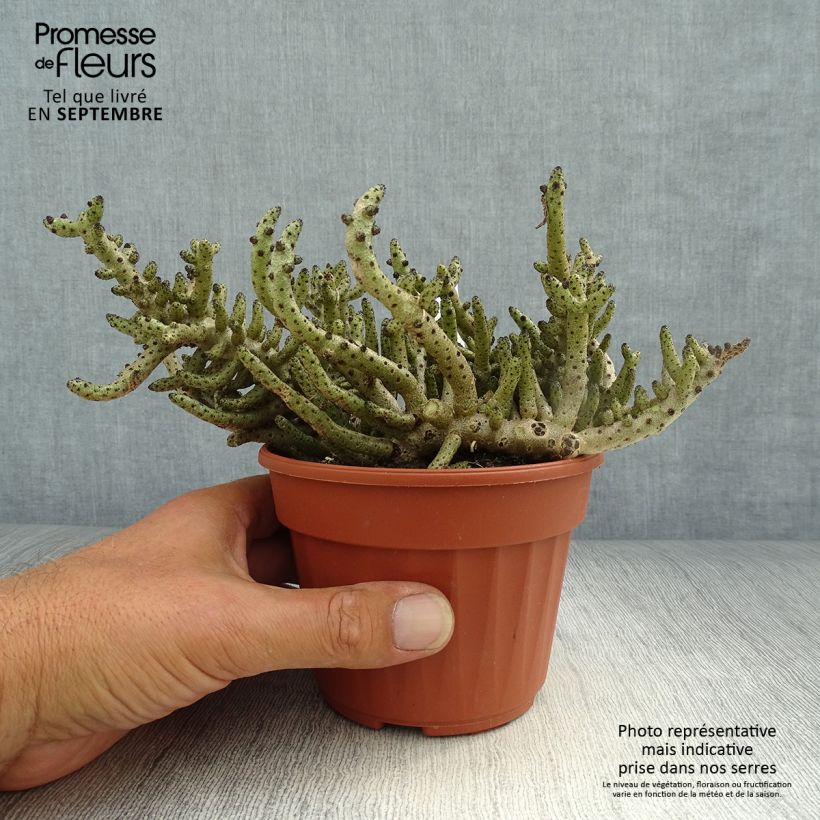 Esemplare di Tylecodon bucholzianus Vaso da Ø 12 cm / 13 cm come consegnato in autunno