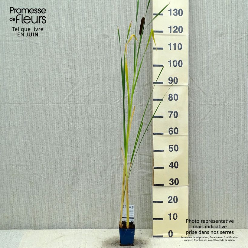 Esemplare di Typha angustifolia - Lisca a foglie strette Vasetto da 8/9 cm consegnato in estate